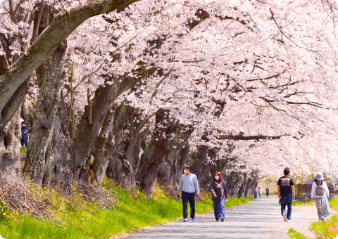 桜並木を歩く人々