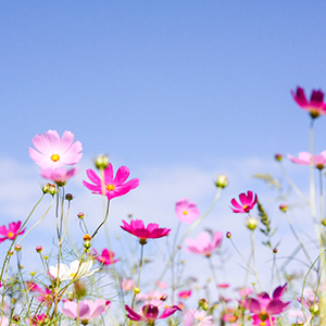 コスモス