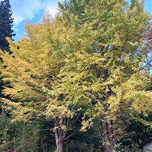 津島地区の紅葉　イチョウの木
