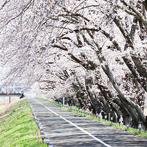 請戸川リバーライン