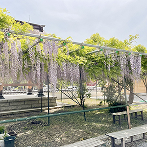 清水寺のフジの花