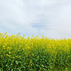 立野地区：菜の花畑