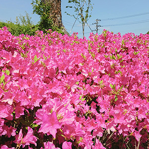 高瀬地区：丈六公園 ツツジ