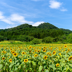立野地区のひまわり畑