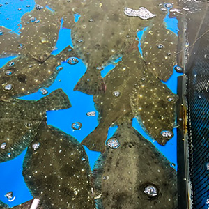 請戸漁港の水揚げ