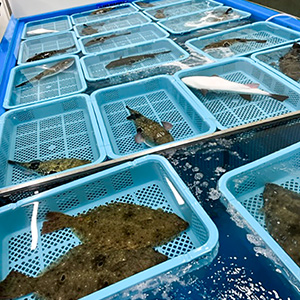 請戸漁港の水揚げ